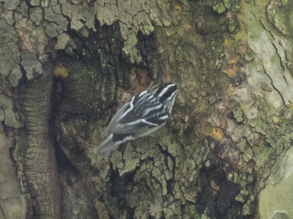 Black-and-white Warbler - ML618581238