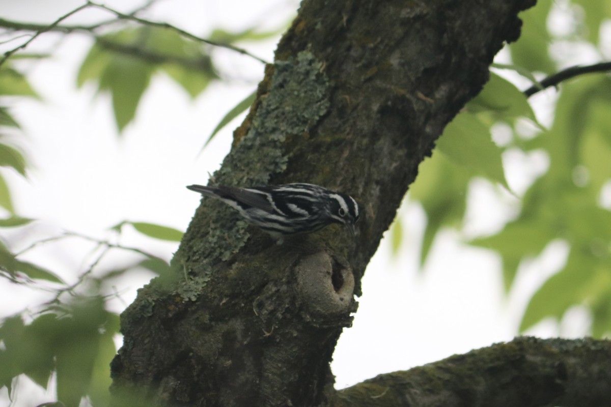 Black-and-white Warbler - ML618581259