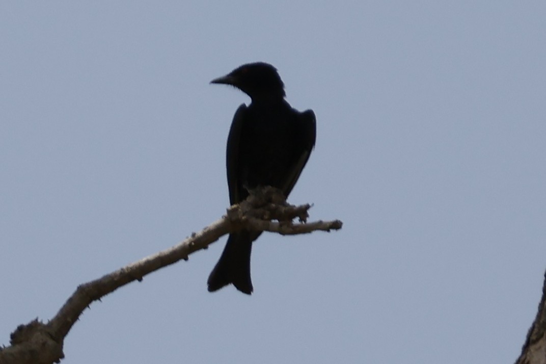 Fork-tailed Drongo - ML618581288