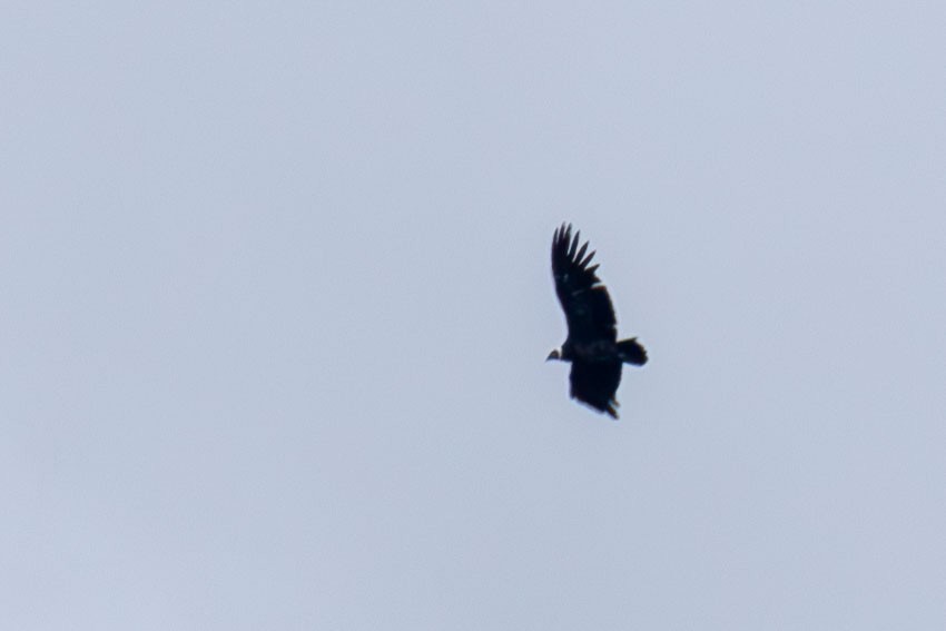 Andean Condor - Celesta von Chamier