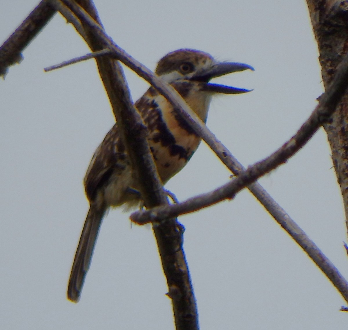 Two-banded Puffbird - ML618581375