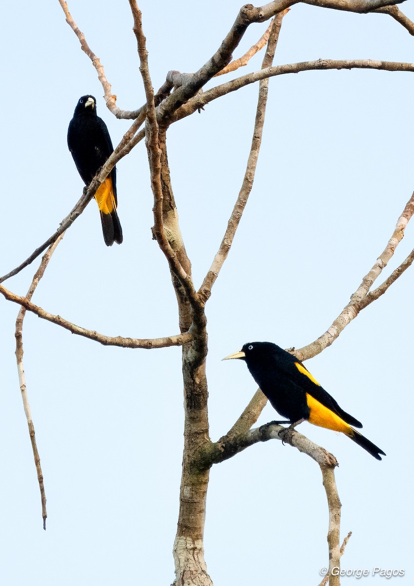 Yellow-rumped Cacique - ML618581416