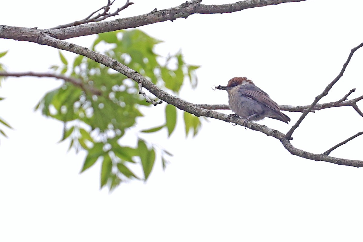 Brown-headed Nuthatch - ML618581459