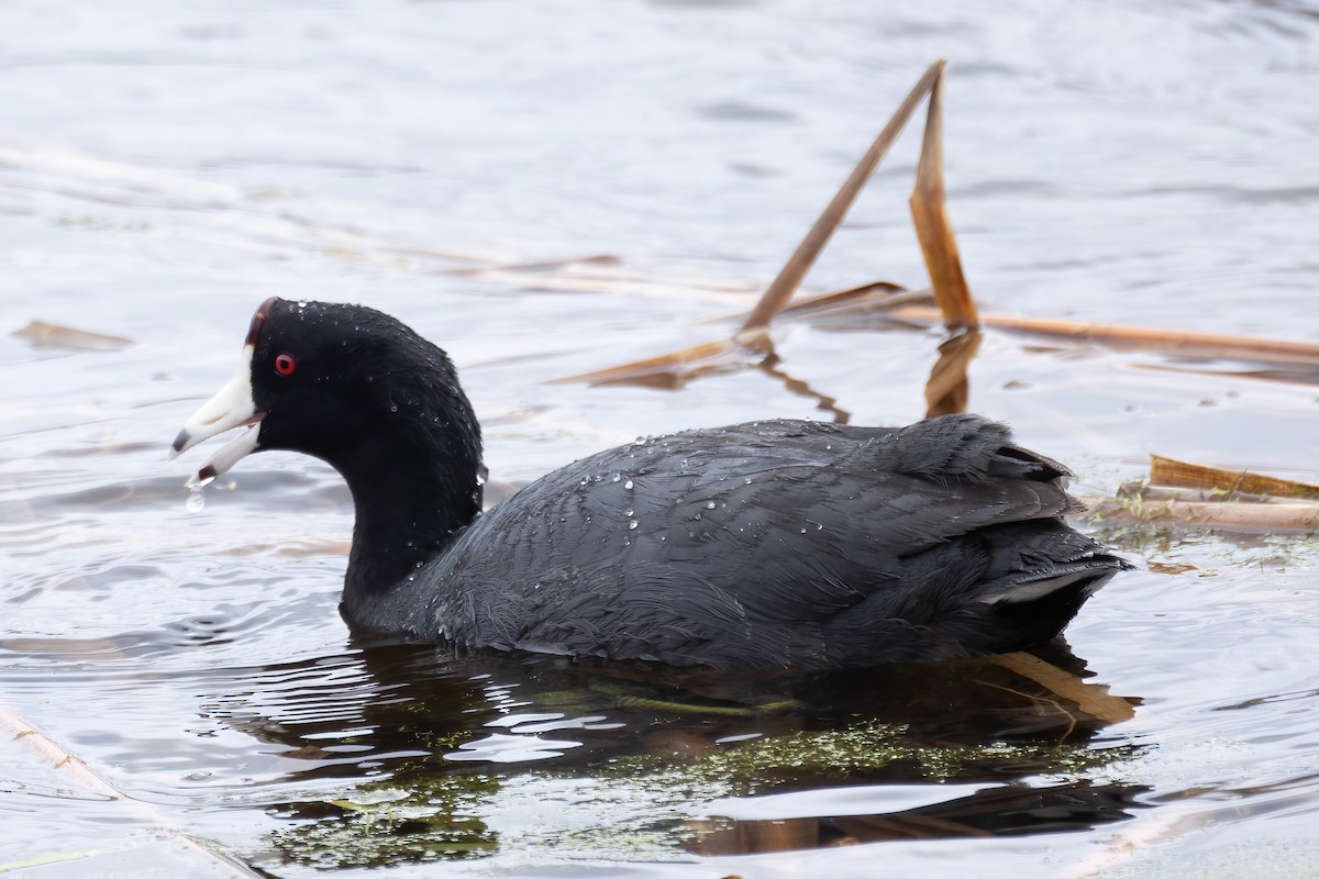 American Coot - Mitch (Michel) Doucet
