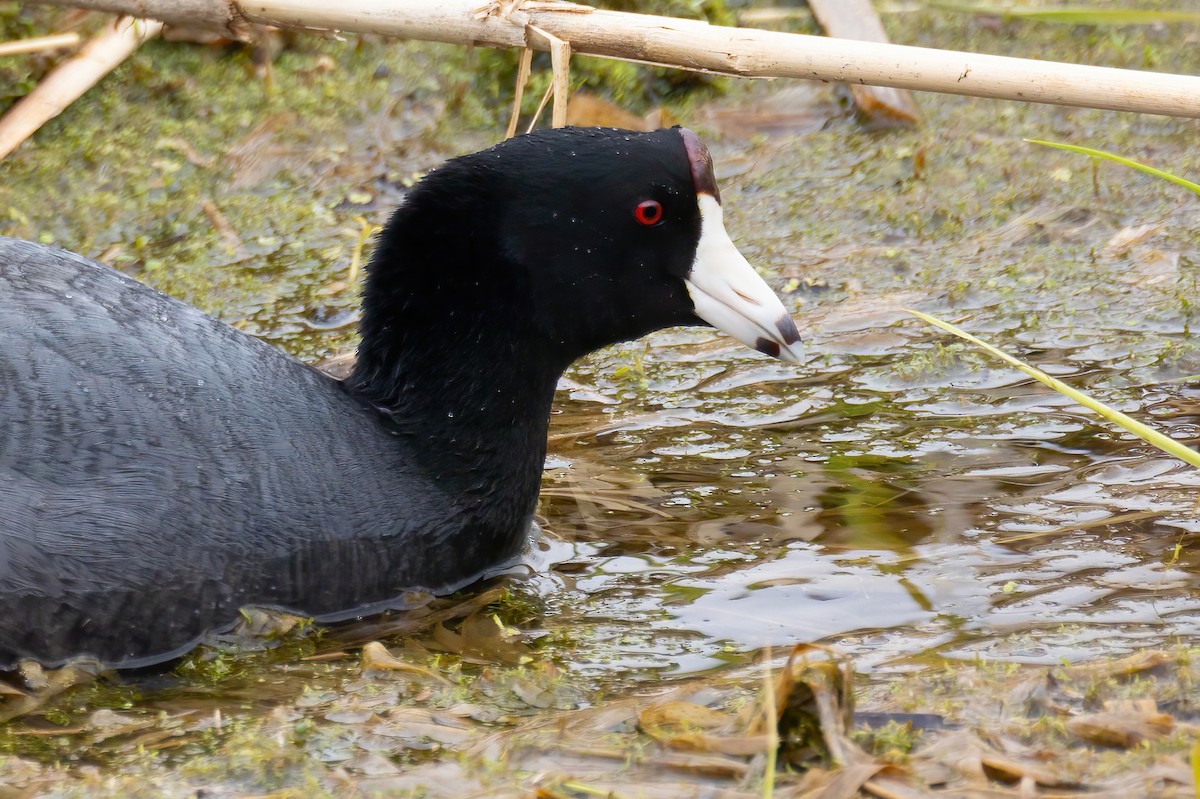 American Coot - Mitch (Michel) Doucet