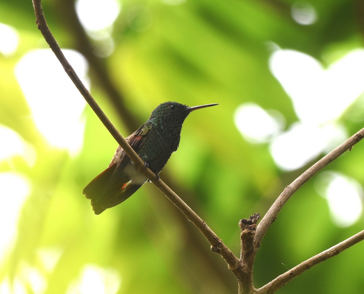 Berylline Hummingbird - Zuly Escobedo / Osberto Pineda