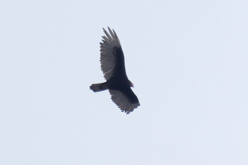 Turkey Vulture - ML618581548