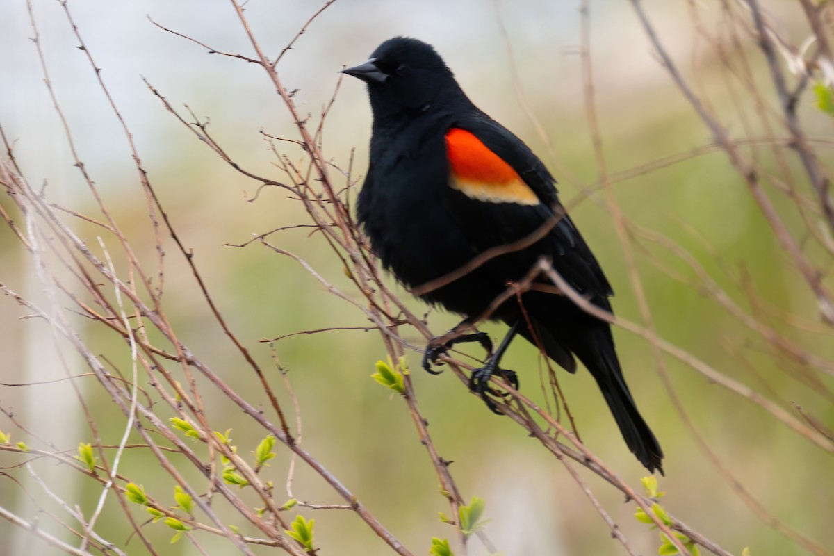 Red-winged Blackbird - Mitch (Michel) Doucet