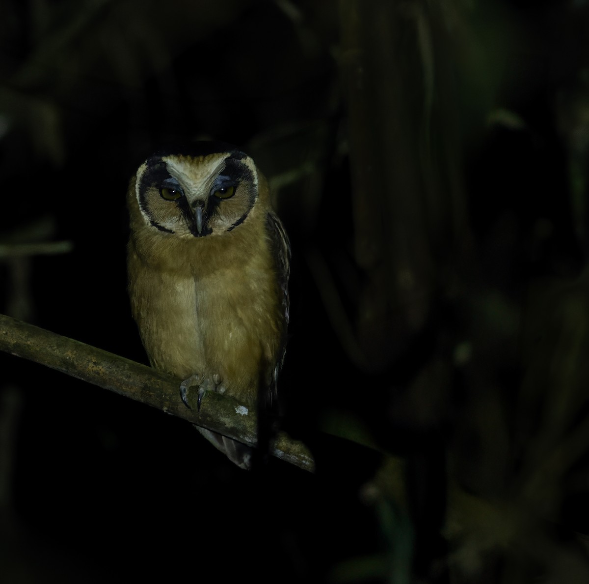 Buff-fronted Owl - ML618581563