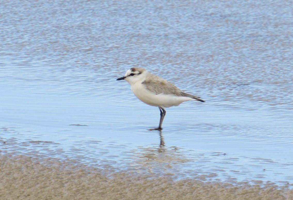 White-fronted Plover - ML618581585