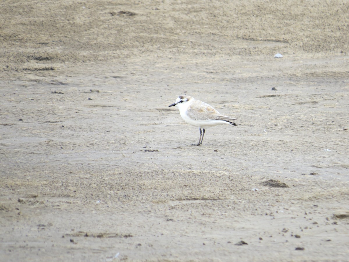White-fronted Plover - ML618581586
