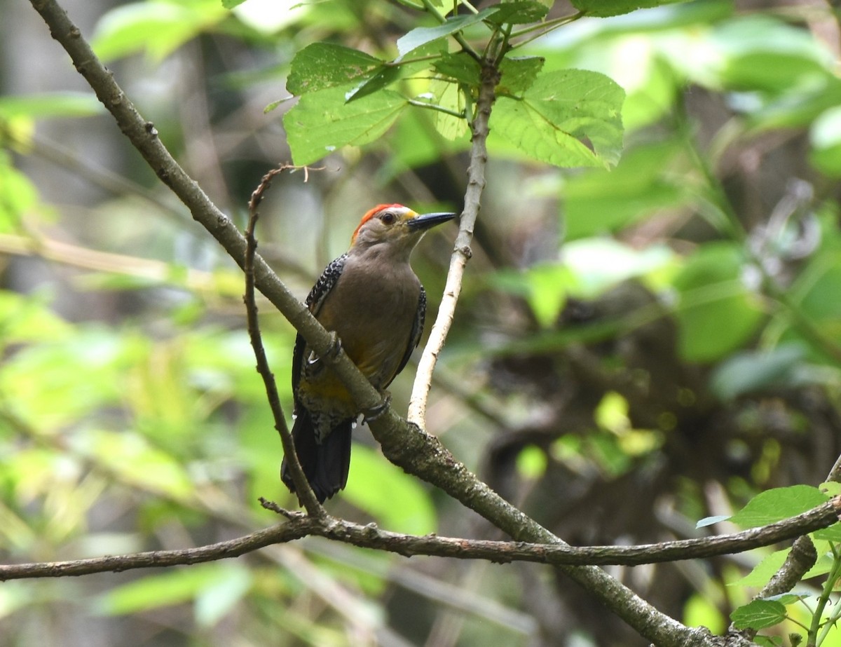 Golden-fronted Woodpecker - Zuly Escobedo / Osberto Pineda