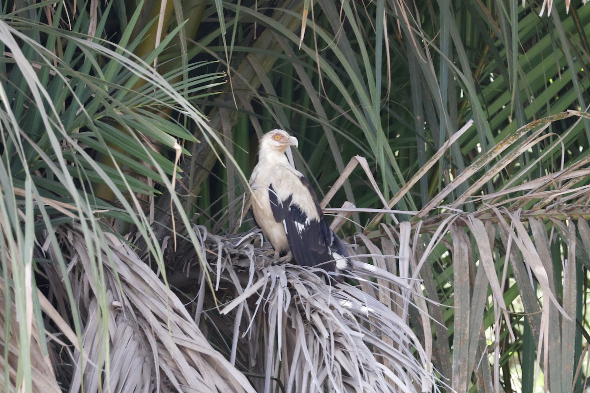 Palm-nut Vulture - ML618581593