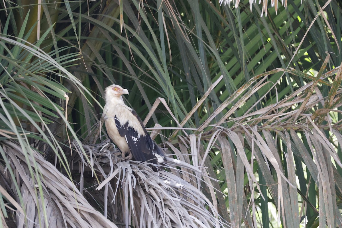Palm-nut Vulture - ML618581598