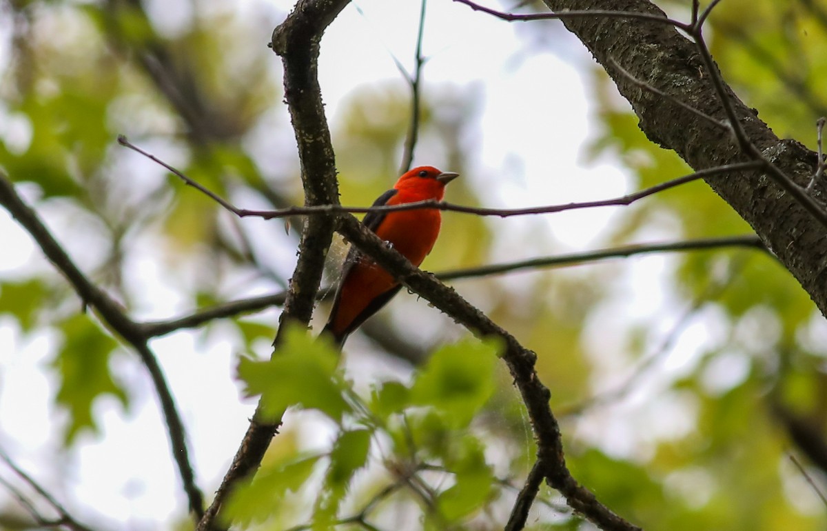 Scarlet Tanager - ML618581613