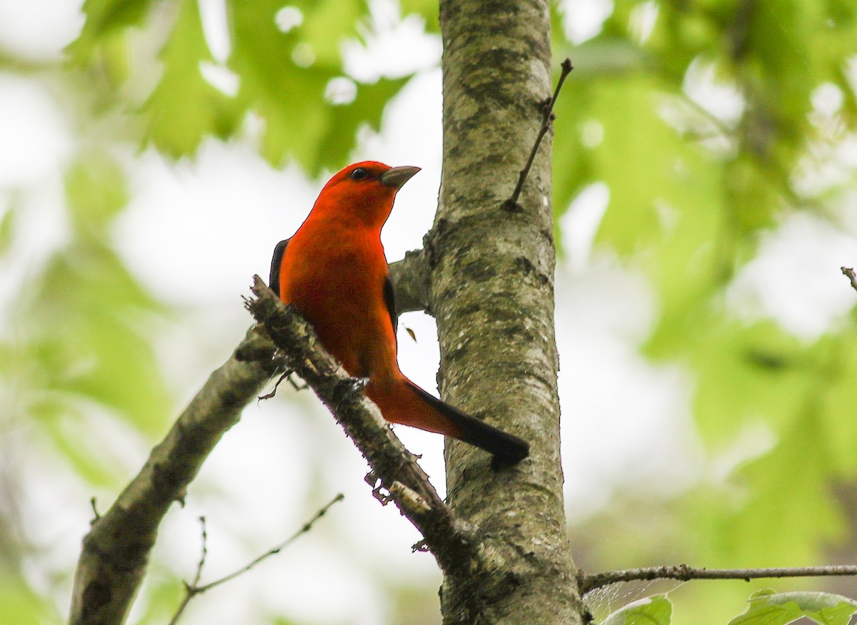 Scarlet Tanager - ML618581614