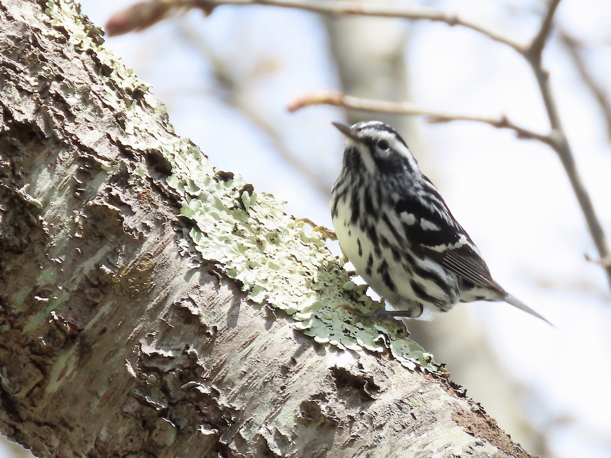 Black-and-white Warbler - ML618581624