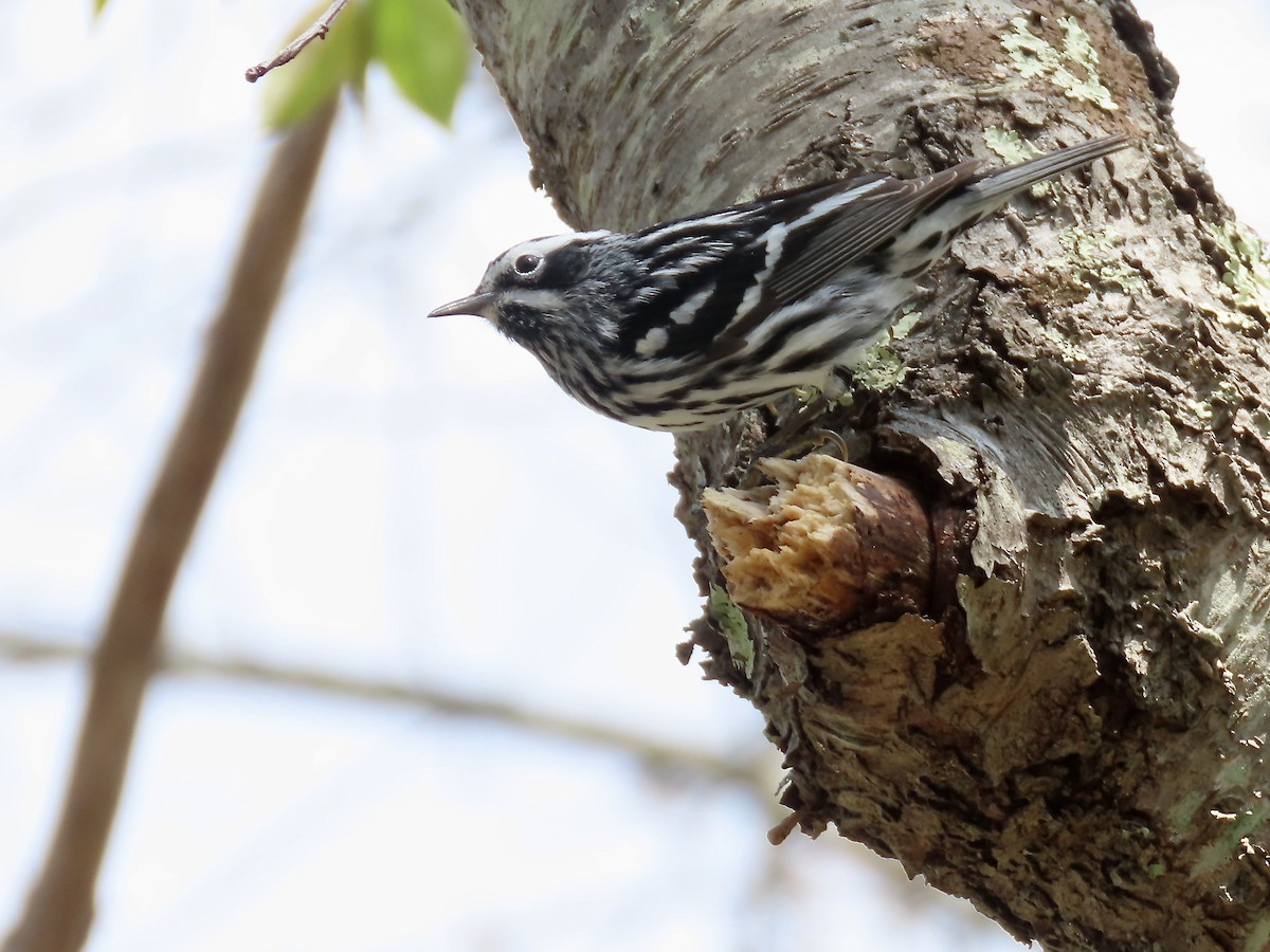 Black-and-white Warbler - ML618581625