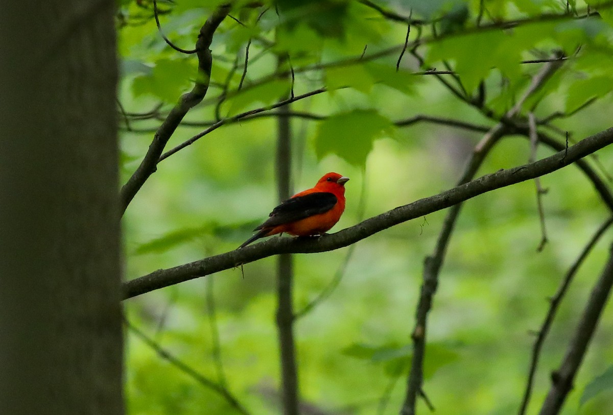Scarlet Tanager - ML618581626