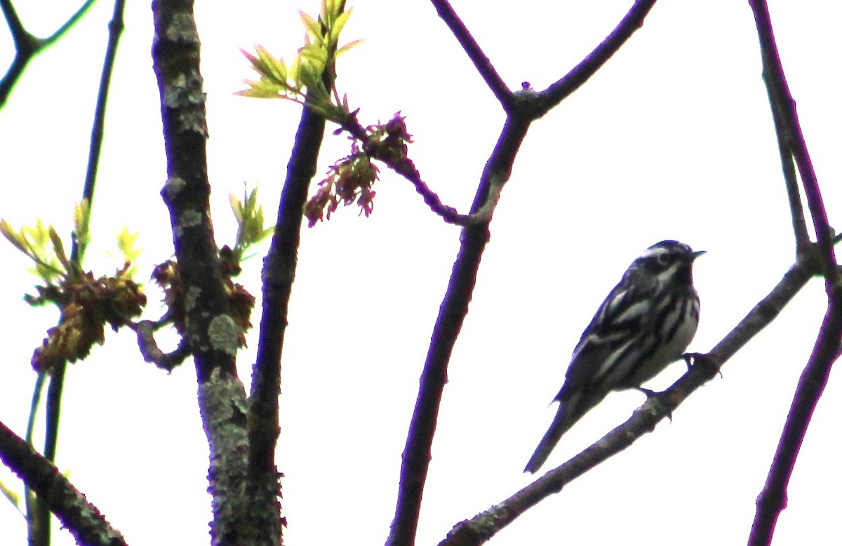 Black-and-white Warbler - ML618581659