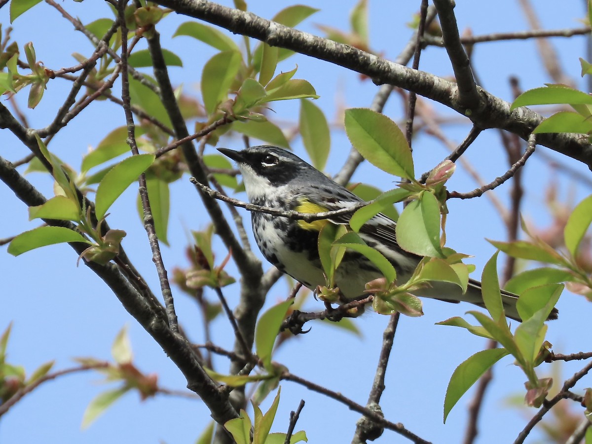 Yellow-rumped Warbler (Myrtle) - ML618581691