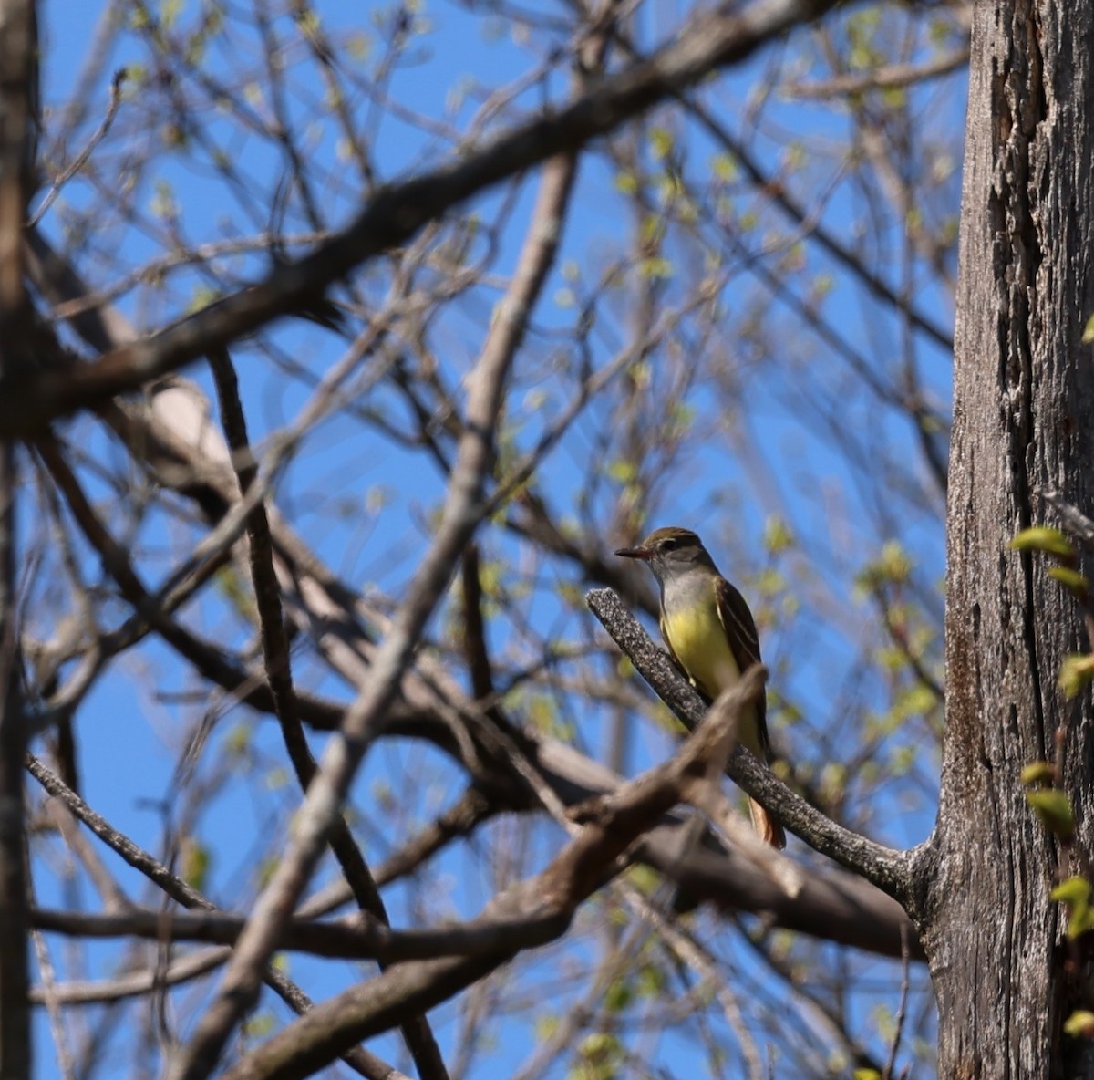 Great Crested Flycatcher - ML618581719