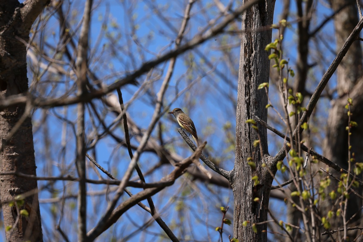 Great Crested Flycatcher - ML618581723