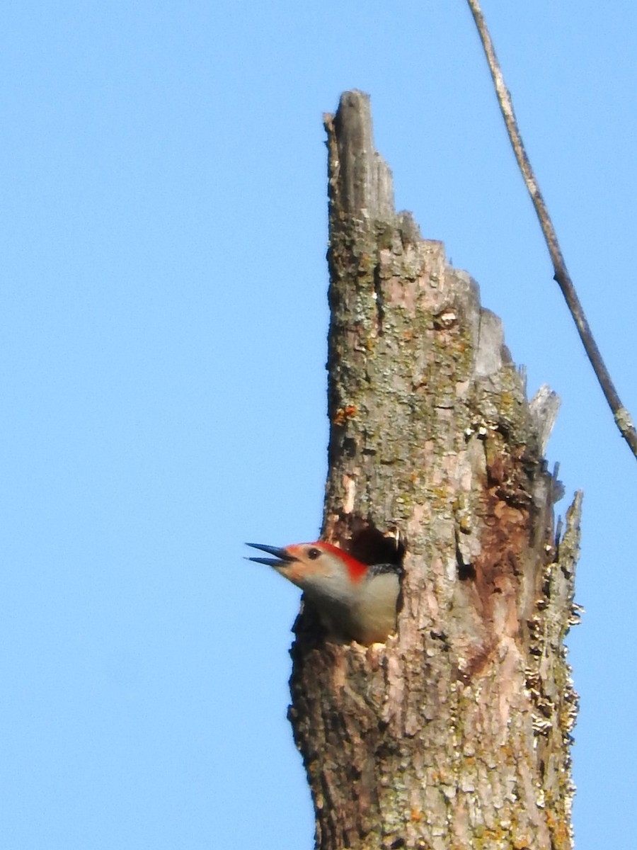 Red-bellied Woodpecker - ML618581725