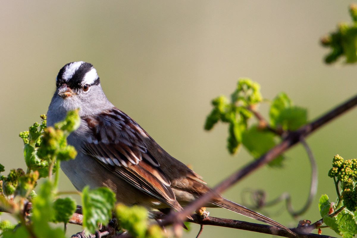 White-crowned Sparrow - Matthew Gasperoni