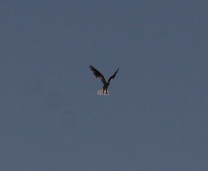 White-tailed Kite - ML618581769