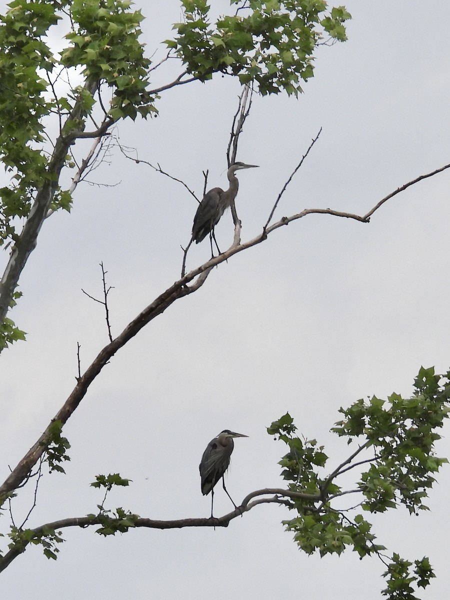 Great Blue Heron - Tracy Mosebey