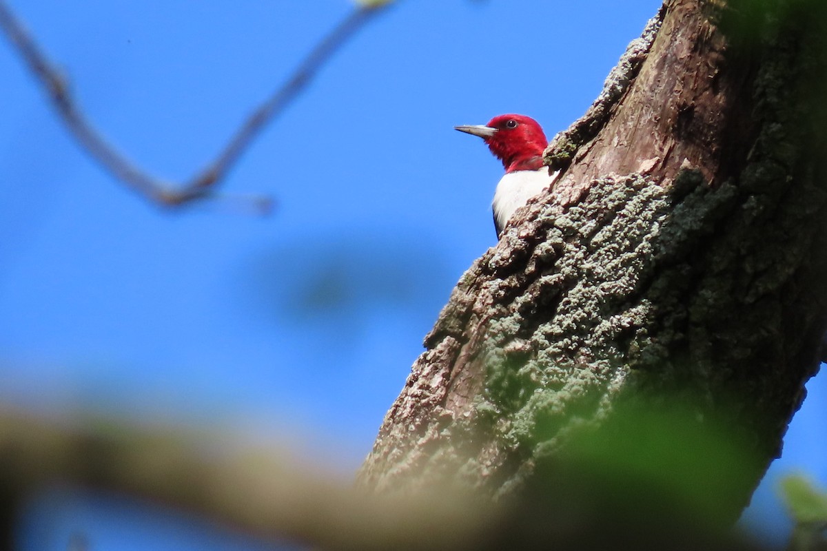 Red-headed Woodpecker - ML618581822
