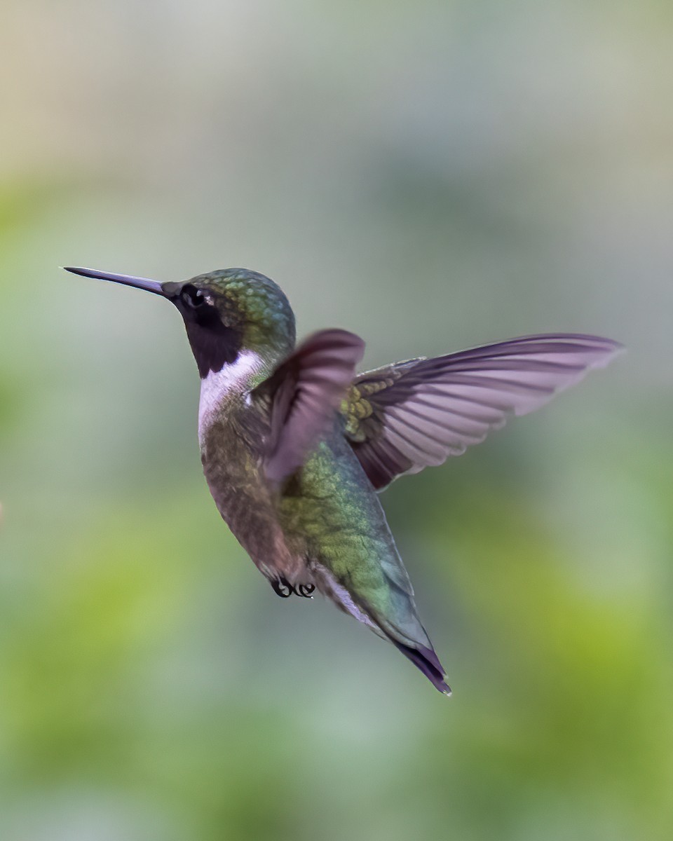 Ruby-throated Hummingbird - ML618581823