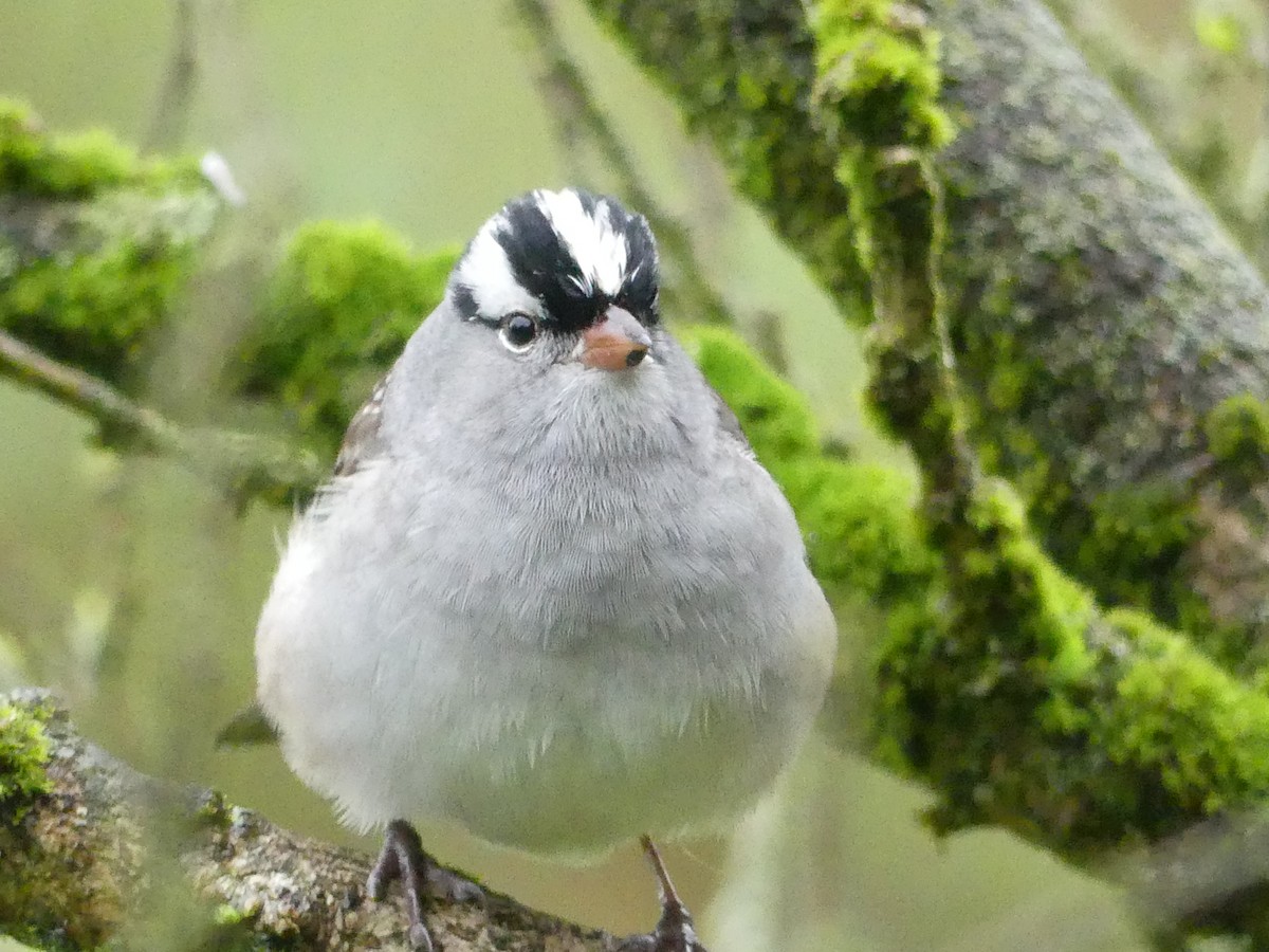 White-crowned Sparrow - Linda Croskey