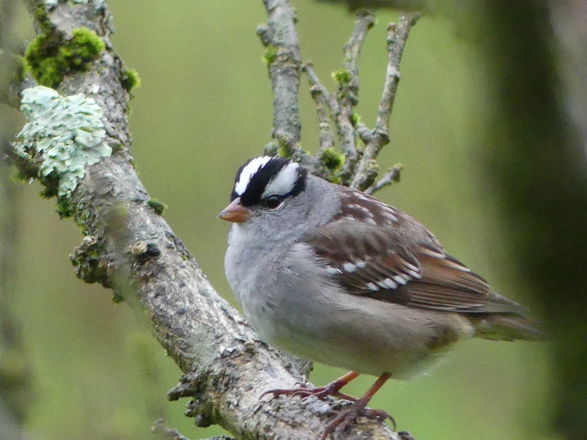 White-crowned Sparrow - ML618581877