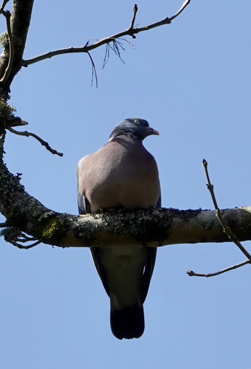 Common Wood-Pigeon - ML618581878