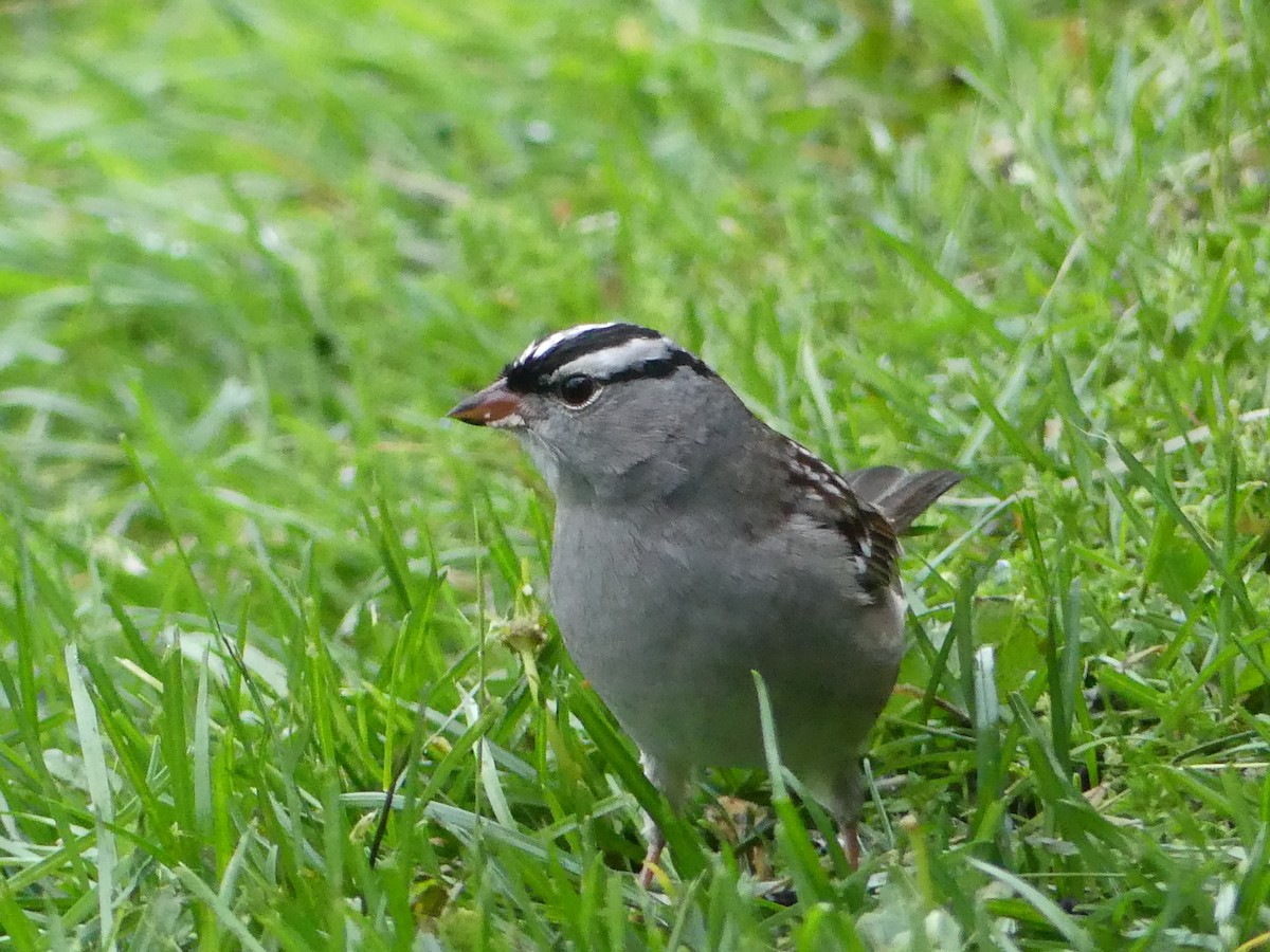 White-crowned Sparrow - ML618581880