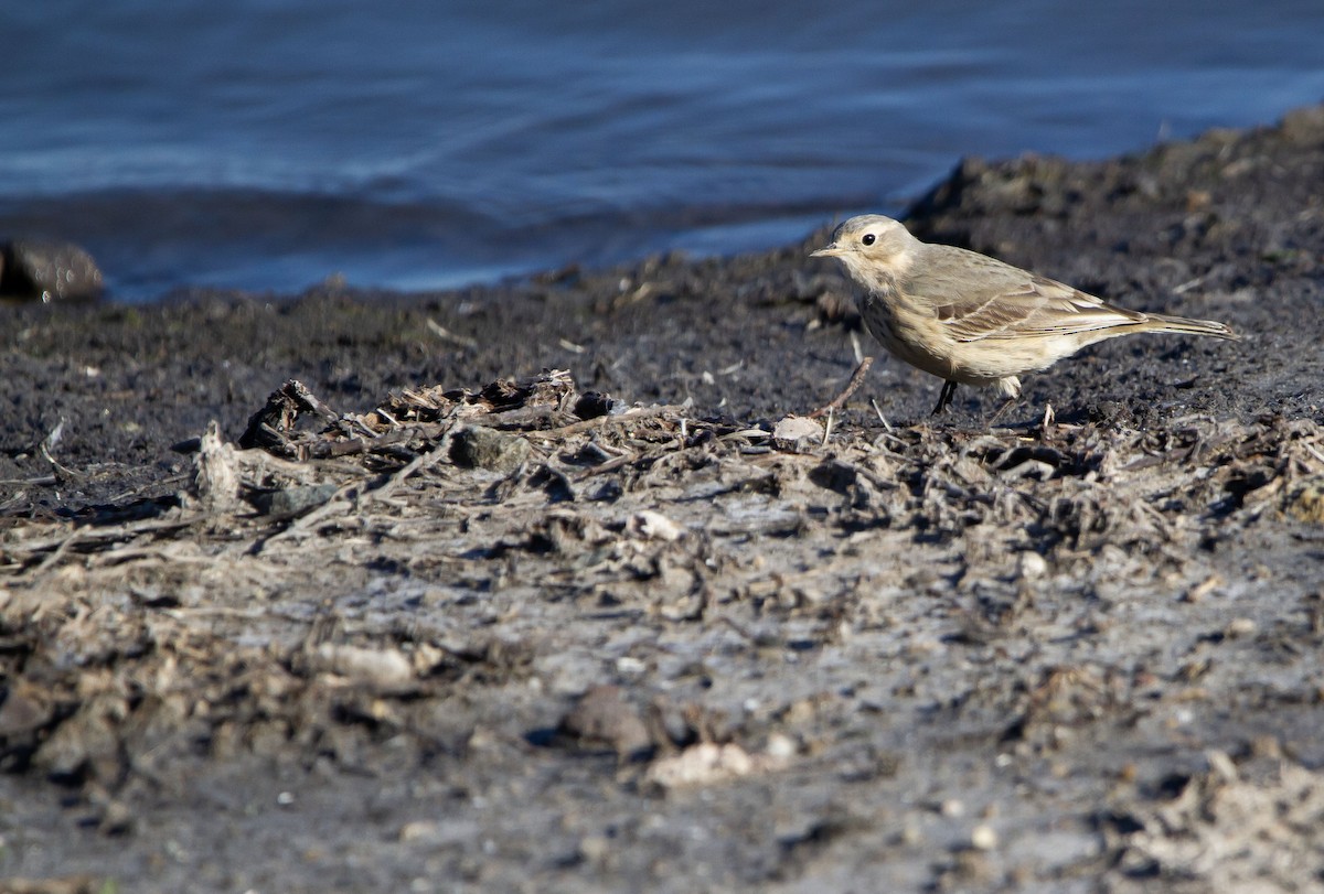 American Pipit (rubescens Group) - ML618581901
