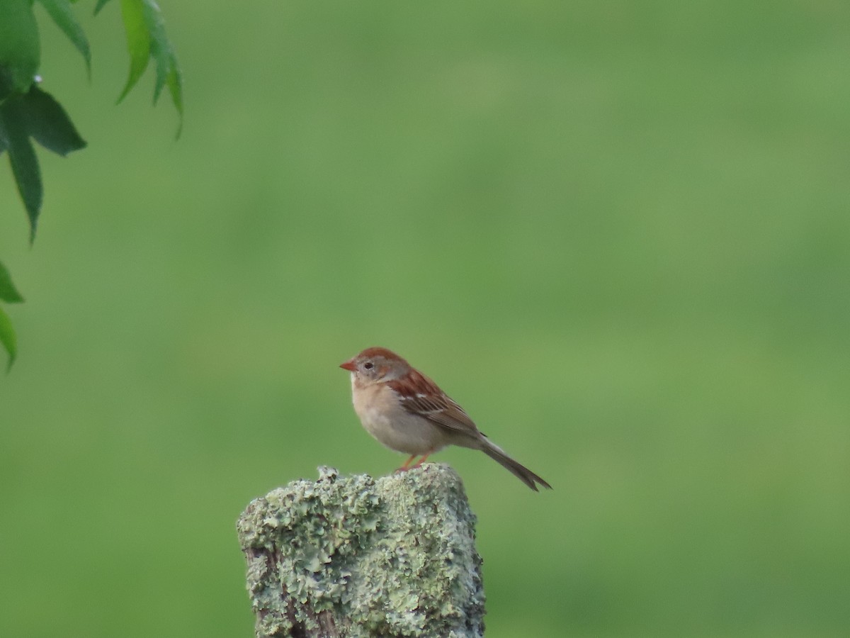 Field Sparrow - Michael Robertson