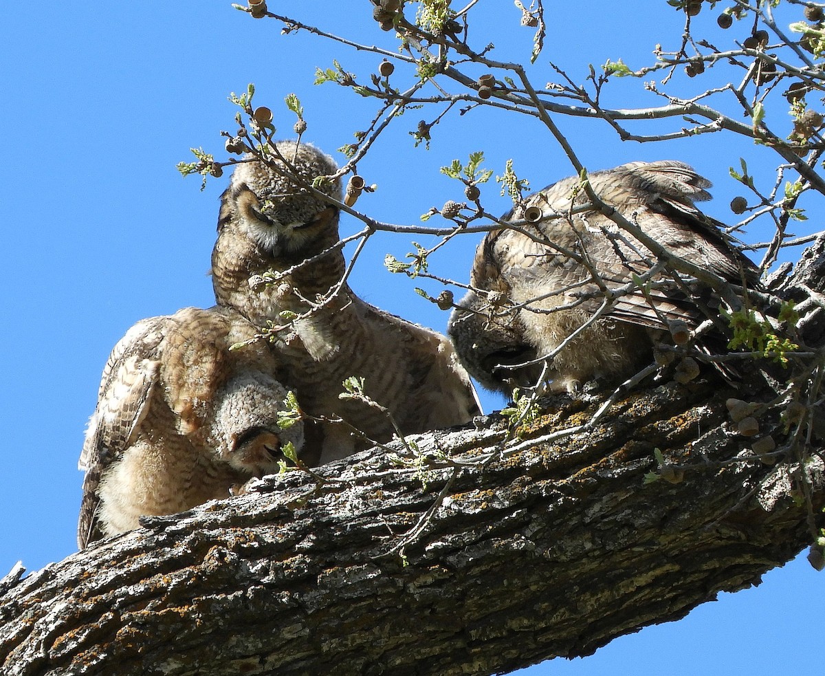 Great Horned Owl - ML618581919