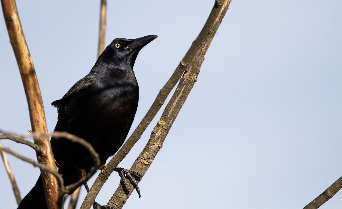 Great-tailed Grackle (Western) - ML618581949