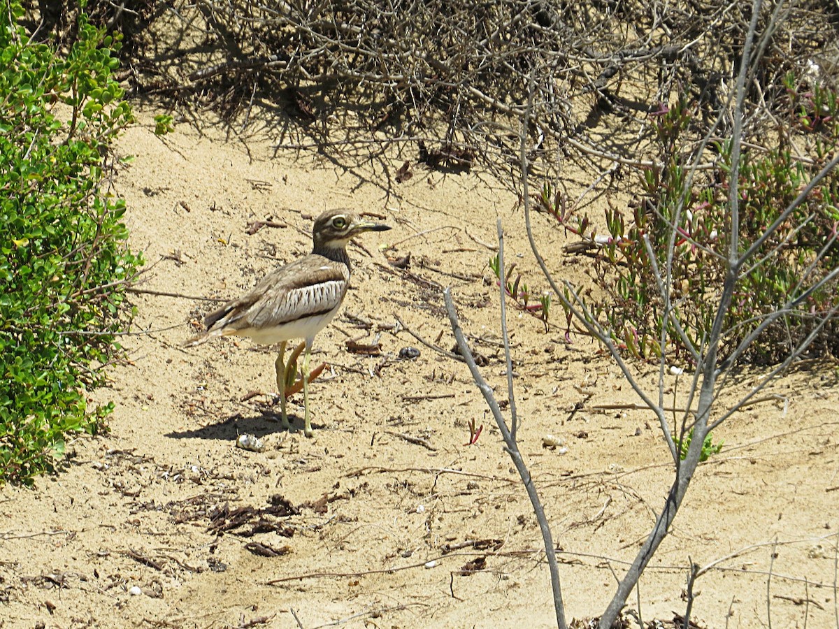 Water Thick-knee - Andrew Cauldwell