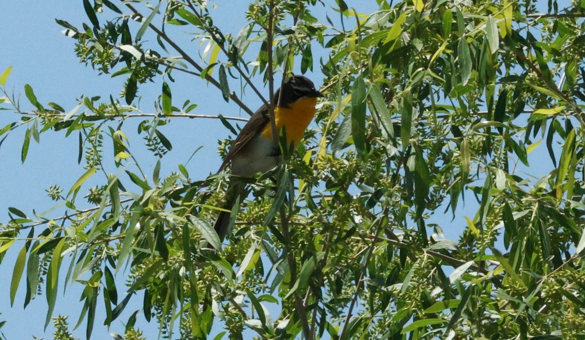 Yellow-breasted Chat - ML618581971