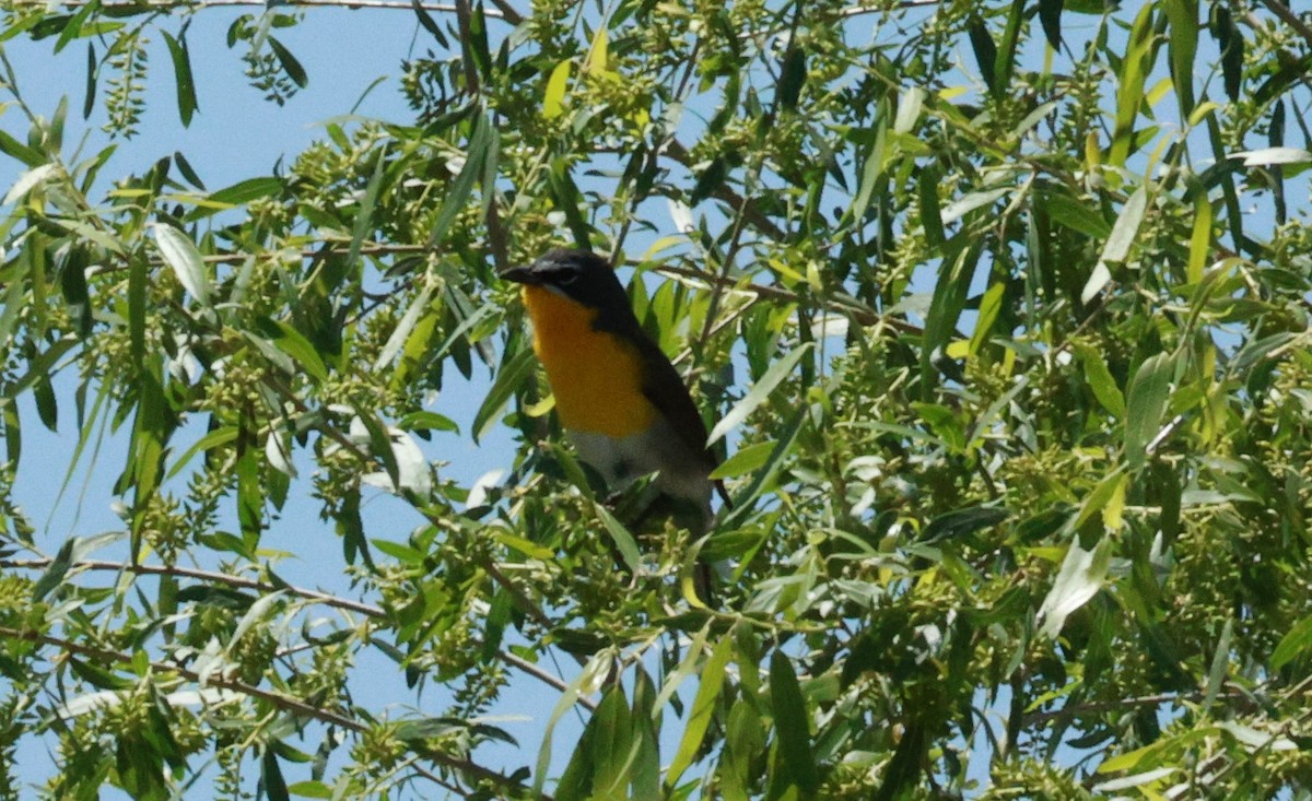 Yellow-breasted Chat - ML618581977