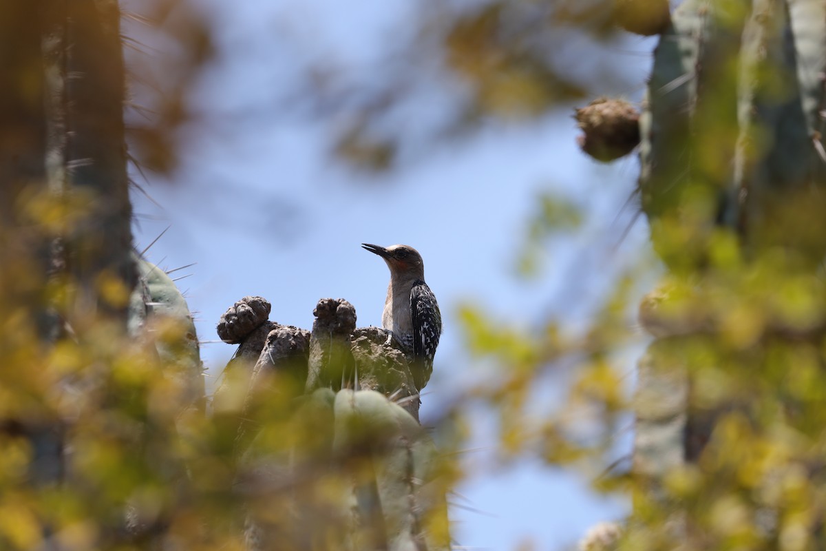 Gray-breasted Woodpecker - ML618581983