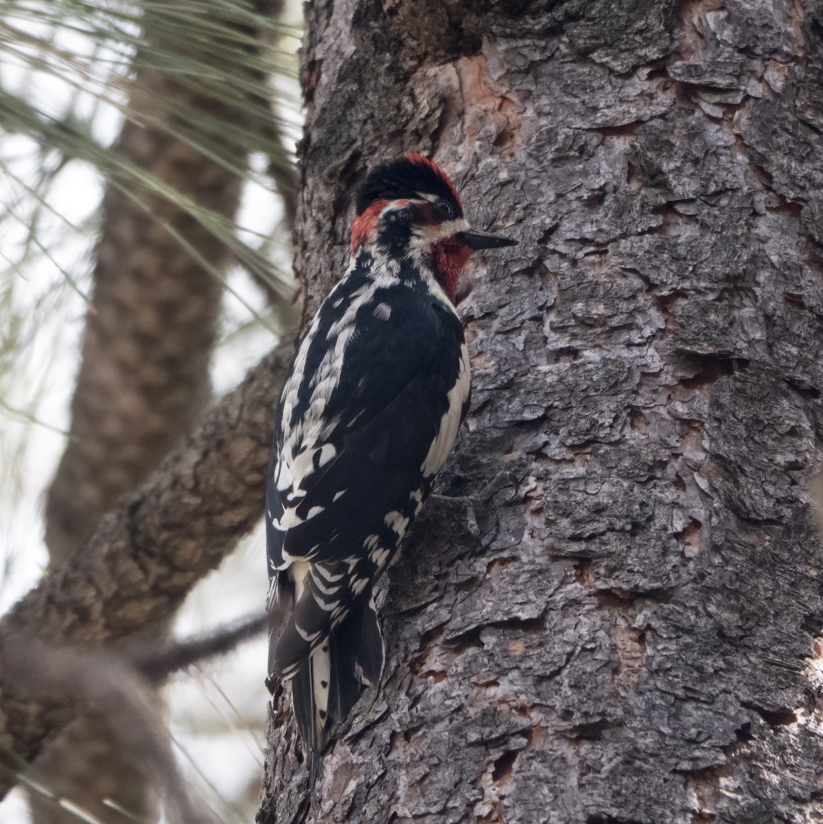 Red-naped x Red-breasted Sapsucker (hybrid) - ML618582008