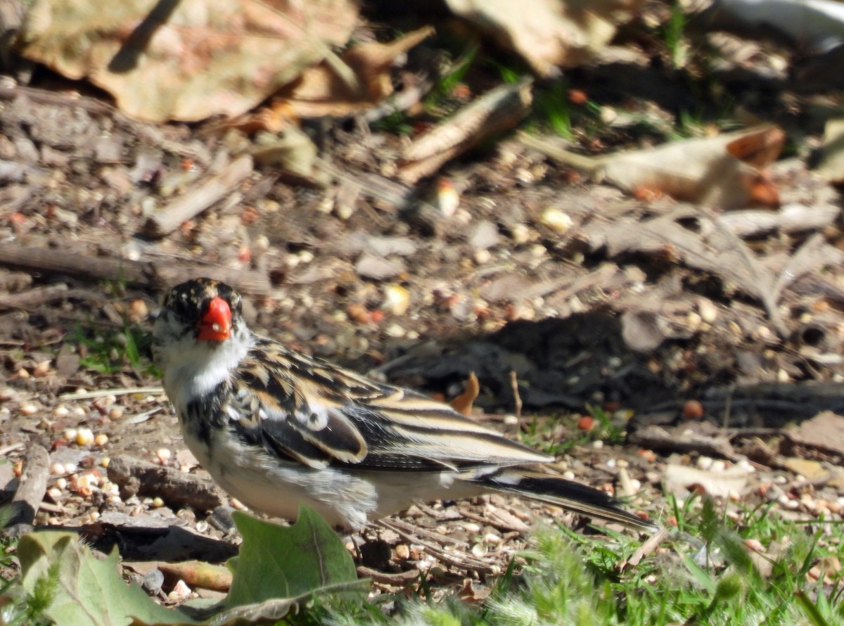Pin-tailed Whydah - ML618582020