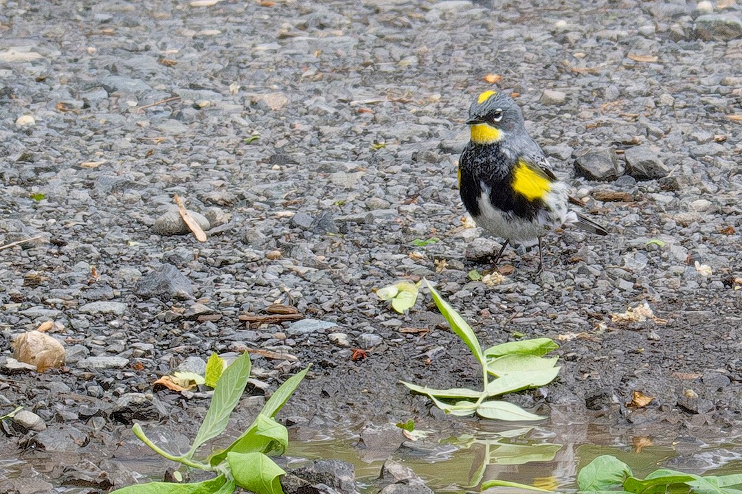 Yellow-rumped Warbler (Audubon's) - ML618582034