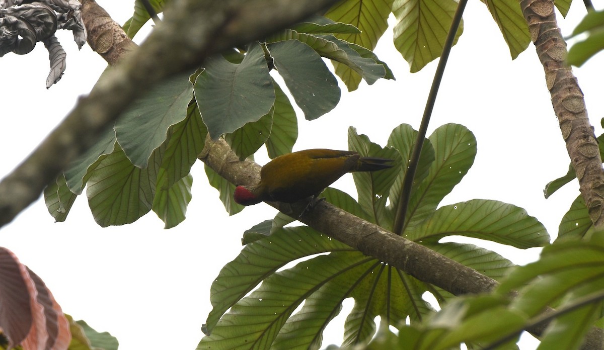 Golden-olive Woodpecker - Zuly Escobedo / Osberto Pineda