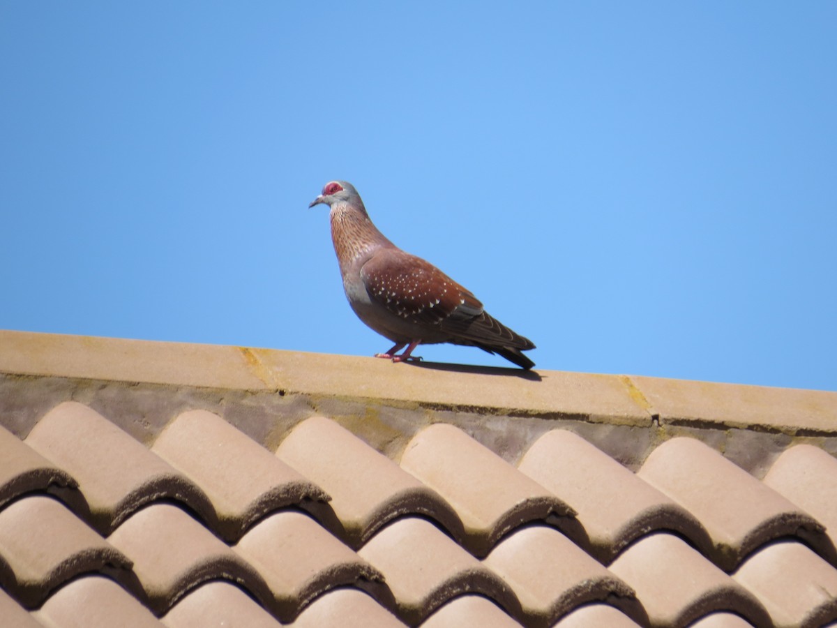 Speckled Pigeon - ML618582071